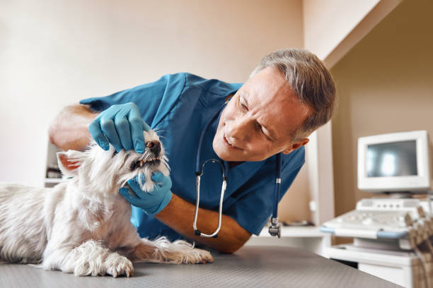 Best Emergency Dental Care for Abscessed Tooth in Emerd Mountain, AL